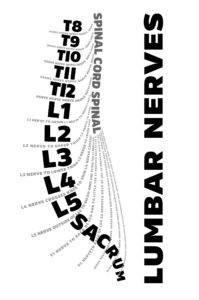Lumbar Nerves